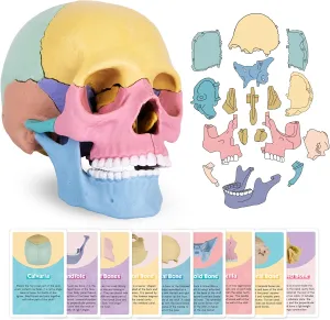 ArtCreativity Anatomical Skull Puzzle for Kids – 17pc Human Skull Model with 10 Educational Cards – 3D Anatomy Puzzle Toy for Science Class, STEM Learning, Homeschool & Gifts – Ages 8 