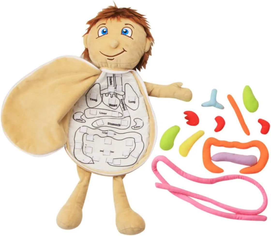 Human Body Organs Plush for Educational Anatomy Model for Intellectual Development for Home and Kindergarten Learning Activities for Boys